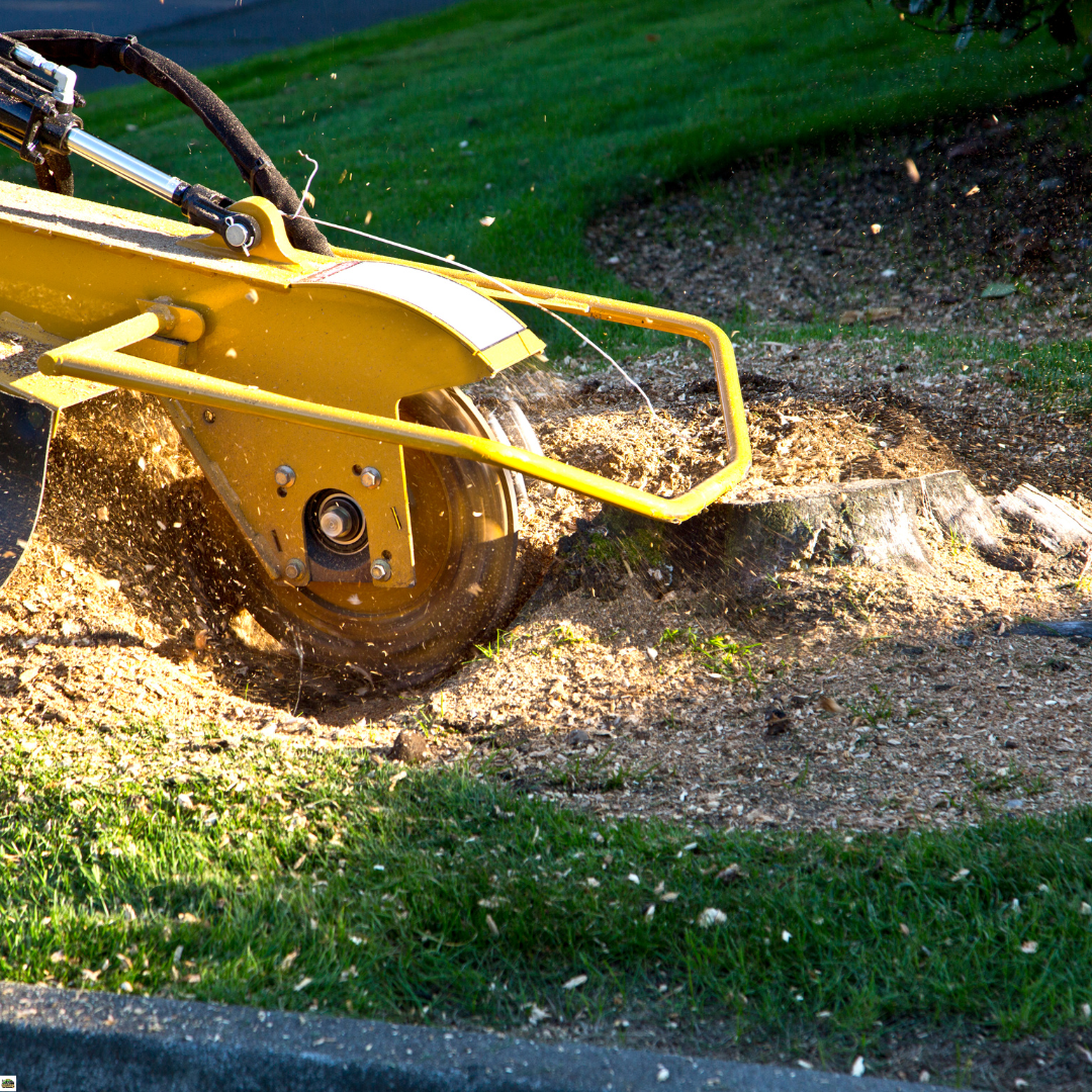 Tree and Stump Removal
